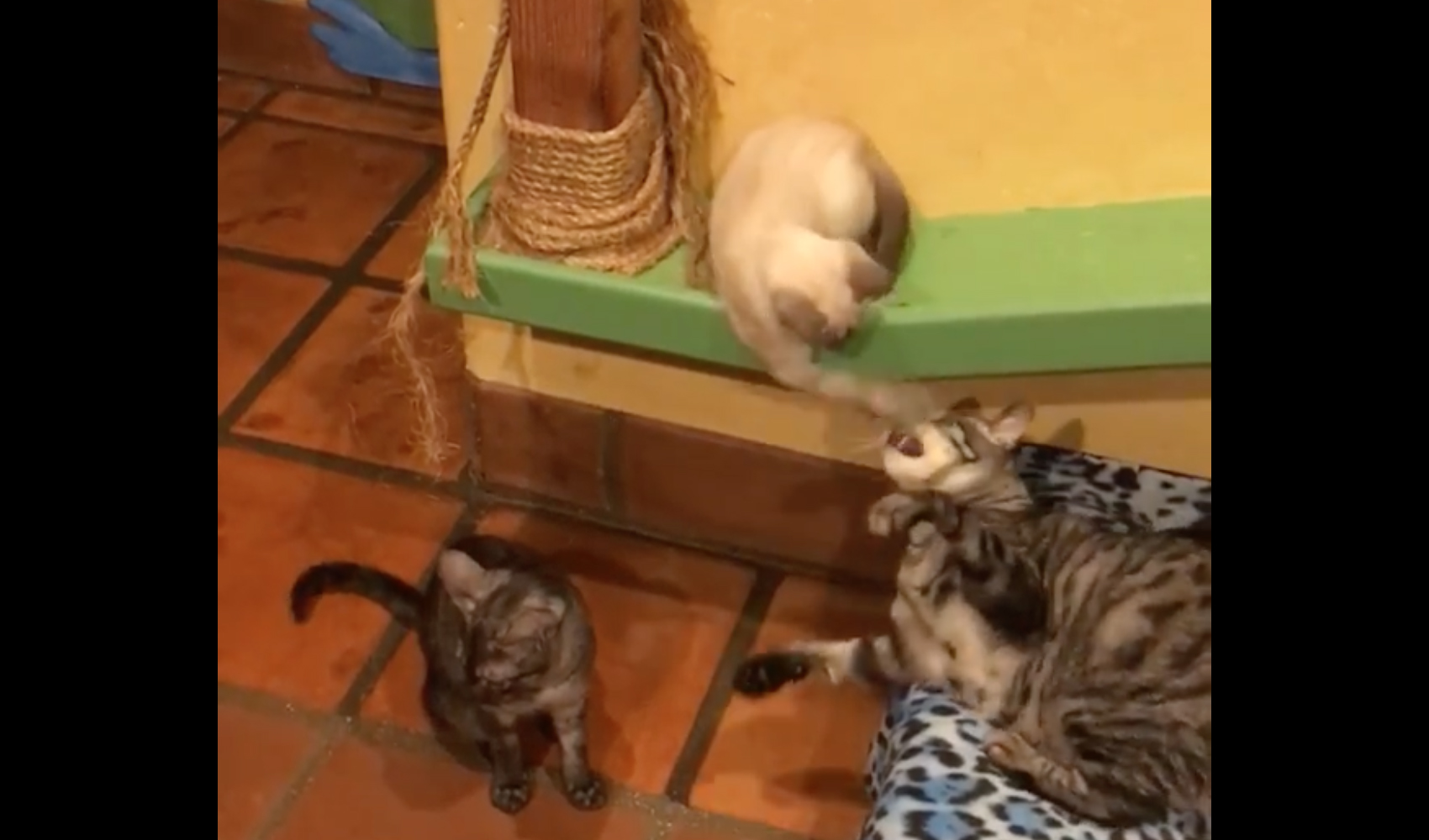 Kitten Wars